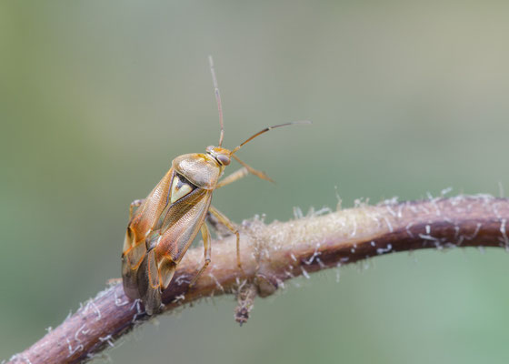 Lygus pratensis - Zornheim, Garten 9/2017 (Gemeine Wiesenwanze)