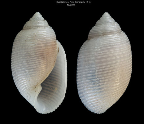 Acteon finlayi - Cuba, Guardalavaca, Playa Esmaralda, 1,5 m 11/2002 det. Colin Redfern