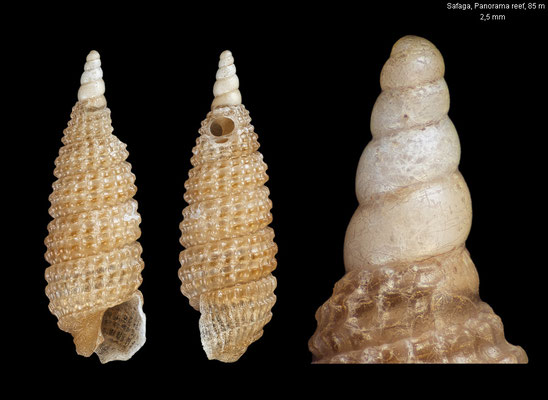 Joculator spec. 26 - Egypt, Safaga, Panorama reef, 85 m 10/2015
