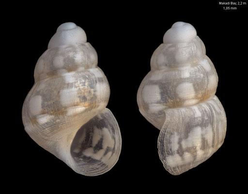 Haurakia spec. 1 - Egypt, Makadi Bay, 2 m 12/2013