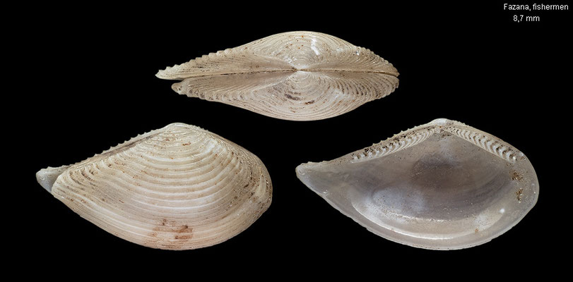 Sacella illirica - Croatia, Fazana, from fishermen 8/2001 (Nuculanidae)