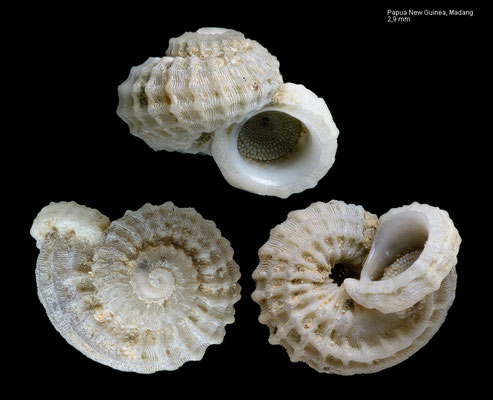 Austroliotia spec. 1 - Papua New Guinea, Madang, Sinub Island 12/2012