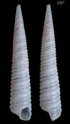 Cingulina cf. trachealis - Madagascar, Lavanona ca. 2017
