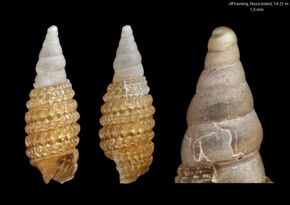 Horologica gregaria - Papua New Guinea,  off Kavieng, Nusa Island, 14-21 m 12/2012 (subadult)