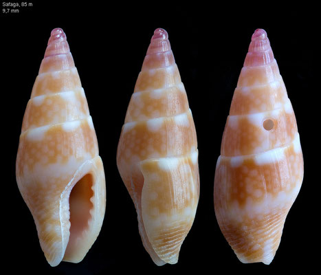 Mitrella cf. erythraeensis - Egypt, Safaga 2014