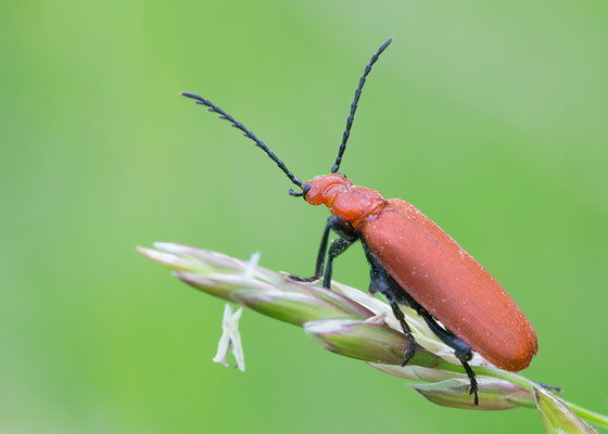 Pyrochroa serraticornis - Zornheim, Teichgebiet 5/2016 (Rotköpfiger Feuerkäfer)