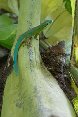 Phelsuma guimbeaui - Mauritius, Pamplemousse-Garden 4/2013 (Mauritius-Taggecko)