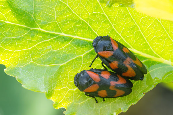 Cercopis vulnerata - Nierstein, Dexheim, Steinbruch am Farrenberg 5/2016 (Gemeine Blutzikade)