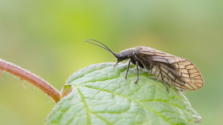 Sialis lutaria - Laubenheim, Ried 5/2015 (Schlammfliege)