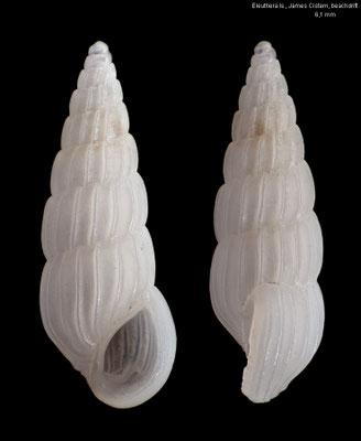 Schwartziella dyscrita - Bahamas, Eleuthera Is., James Cistern, beachdrift 4/2022