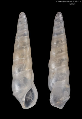 Teretianax spec. 3 - Papua New Guinea, off Kavieng, Baudisson Is., 18-27 m 12/2012