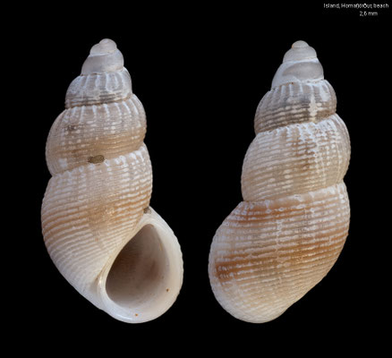 Onoba semicostata - Island,  Hornafjörður, beach 8/2021