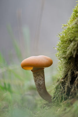 Galerina marginata - Zornheim, Garten, an Nadelholz 1/2019 (Gifthäubling)