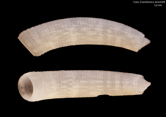 Caecum imbricatum - Cuba, Guardalavaca, Club Amigo Atlantico, beachdrift 11/2002