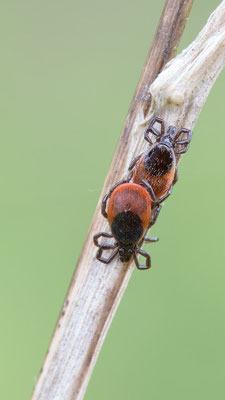 Ixodes ricinus - Laubenheimer Ried, Wiese 5/2015 (Gemeiner Holzbock)