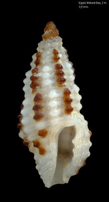 Pseudodaphnella dichroma - Egypt, Makada Bay,  2m 12/2013 