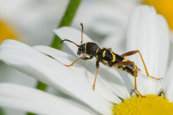 Clytus arietis - Zornheim, Garten 6/2016 (Echter Widderbock)