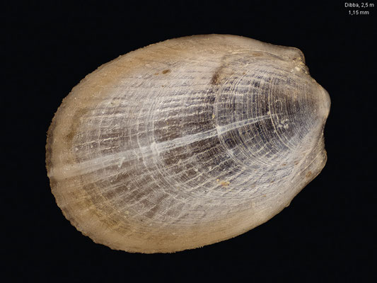 Limatula leptocarya - Dibba, 2,5 m 2/2014 (Limidae)
