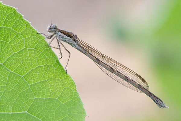 Sympecma fusca ♀ - Zornheim, Bachnähe, auf Klette 8/2018 (Gemeine Winterlibelle)