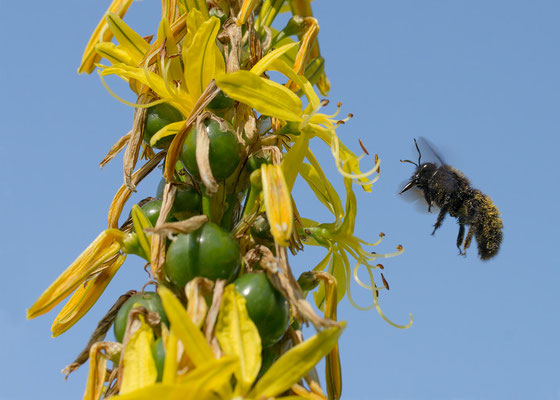 Xylocopa violacea - Zornheim, Garten, Junkerlilie  6/2013 (Blaue Holzbiene)
