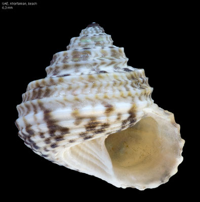 Pseudominolia gradata - UAE, Khorfakkan, beach 4/2008