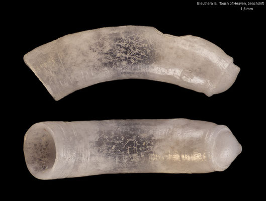Caecum antillarum - Bahamas, Eleuthera Is., Touch of Heaven, beachdrift 4/2022