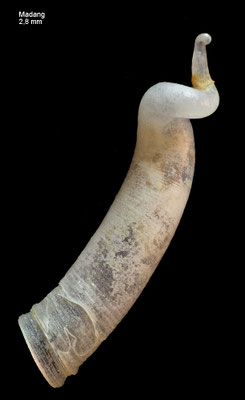 Parastrophia pulcherrima - Papua New Guinea, Madang 2012
