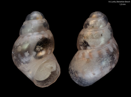 Eatonina spec. 2 - Thailand, Andaman Sea, Ko Lanta, Bakantian Beach 7/2016