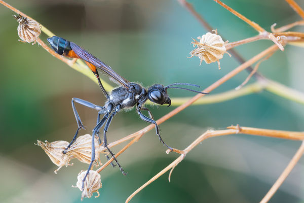 Ammophila sabulosa - Zornheim, Garten 8/2018 (Gemeine Sandwespe)