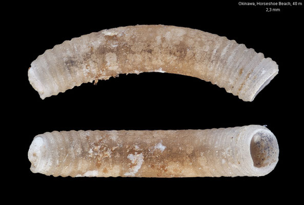 Caecum spec. 7 - Japan, Okinawa, Horseshoe Beach, 40 m 10/2010