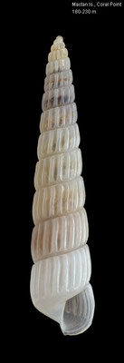 Pyrgiscus mourazinamus - Philippines, Mactan Is., 180-230 m 2/2012