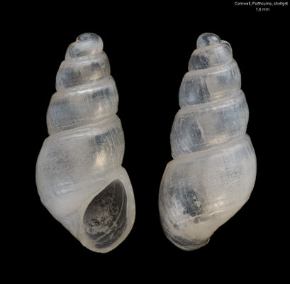Jordaniella nivosa - England, Cornwall, Porthcurno, beach date?
