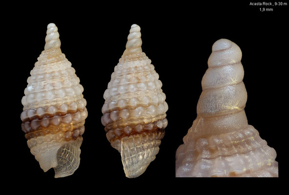 Joculator spec. 17 - South China Sea, Acasta Rock , 9-30 m 10/2002
