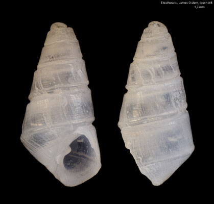 Eulimastoma didymum - Bahamas, Eleuthera Is., James Cistern, beachdrift 4/2022