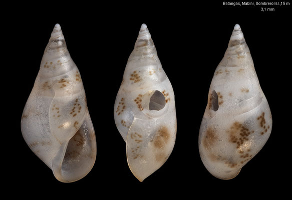 Sticteulima spec. 5 - Philippines, Prov. Batangas, Mabini, Sombrero Isl., 15 m 6/2023