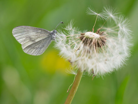 Leptidea sinapis- Zornheim, Teichgebiet 4/2014 (Tintenfleck-Weißling)
