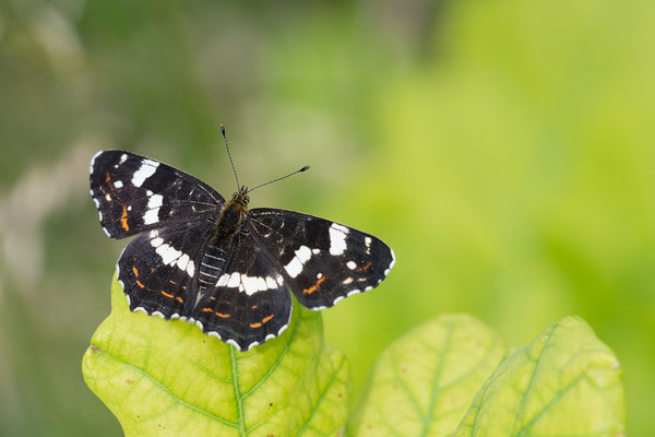 Araschnia levana - Zornheim, Garten 6/2018 (Landkärtchen, Sommerform)
