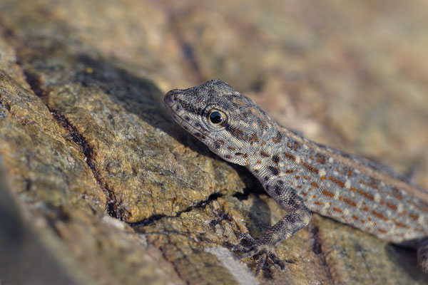 Pristurus celerrimus - UAE, Dibba 2/2014 (Oman-Rock-Gecko)