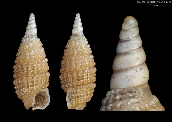 Joculator spec. 22 - Papua New Guinea, off Kavieng, Baudisson Island, 18-27 m 12/2012