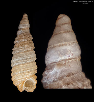 Costulopsis impedita - Papua New Guinea, off Kavieng, Baudisson Island, 18-27 m 12/2012 - 2,1 mm