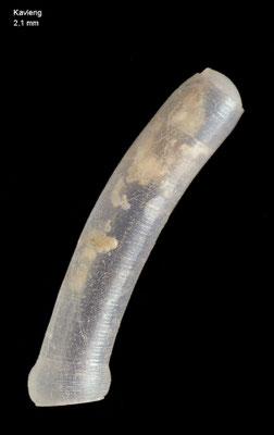 Caecum kontiki - Papua New Guinea, Kavieng 2012