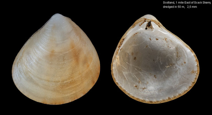 Goodallia triangularis - Scotland, 1 mile East of Scack Skerry, dredged in 50 m 10/2010 (Astartidae)