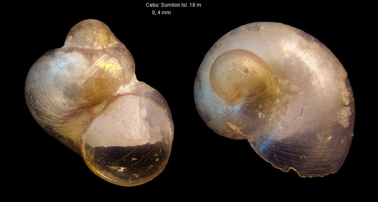 Firoloida spec. 1 - Philippines, Cebu: Sumilon Isl., 18 m 5/2019 (Pterotracheidae)