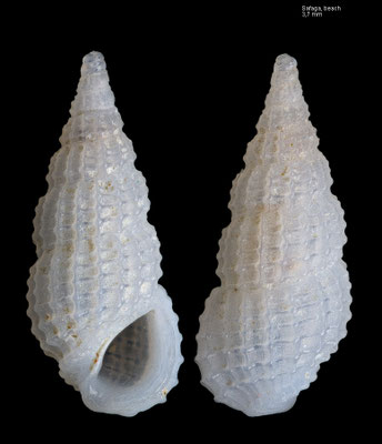 Phosinella seguenziana H - Egypt, Safaga, beach 12/2013 