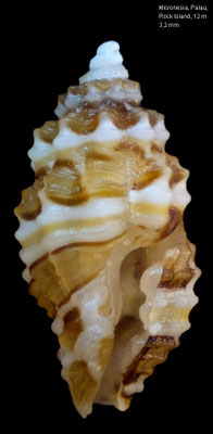 Hemilienardia ocellata - Micronesia, Palau, Rock Island, 12 m 2016 
