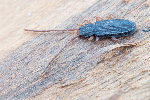 Uleiota planata - Zornheim, Holzstapel 12/2016 (Langhörniger Raubplattkäfer)