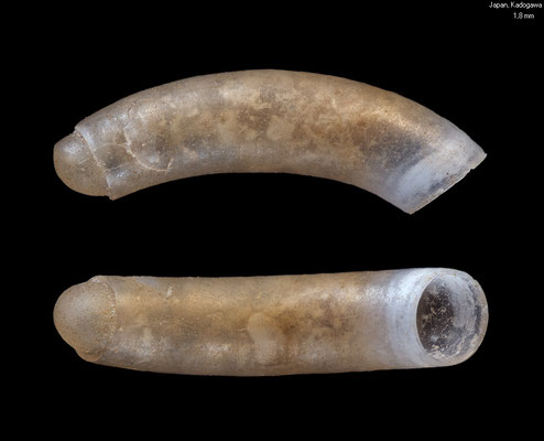 Caecum bucerium - Japan, Miyazaki Pref., Kadogawa 2/2023