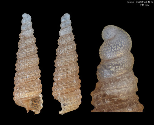 Clathropsis spec. 6 - Micronesia, Kosrae, Hiroshi Point, between corals slabs, 12 m 3/2016
