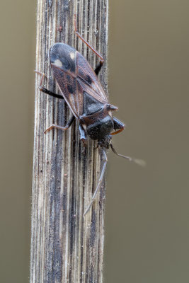 Eremocoris fenestratus - Zornheim, im Haus 11/2021