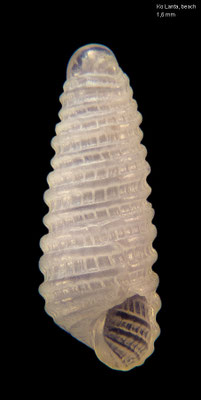 Oscilla spec. 19  - Thailand, Ko Lanta, Bakantian Beach 2016